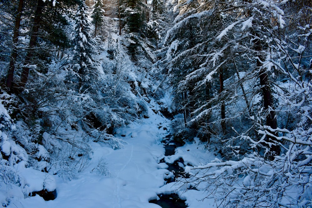 foto di pini verdi durante la stagione della neve