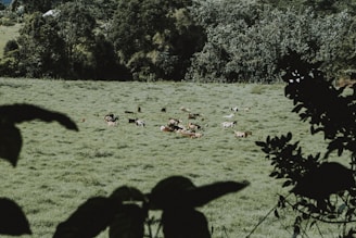 A picturesque view of healthy goats grazing in a lush green field.
