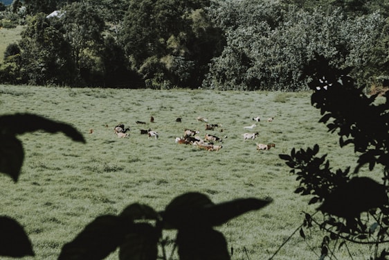 A picturesque view of healthy goats grazing in a lush green field.