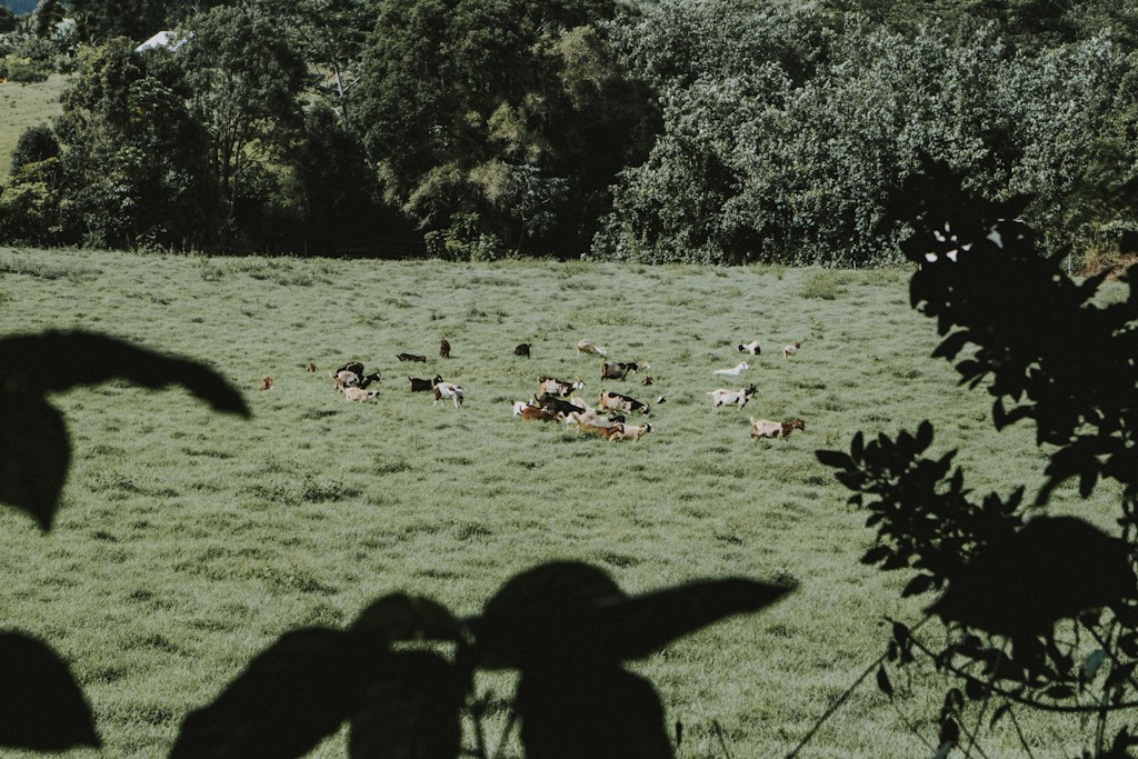 Kambing Sehat Pilihan