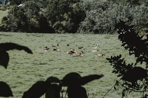Kambing Sehat Pilihan