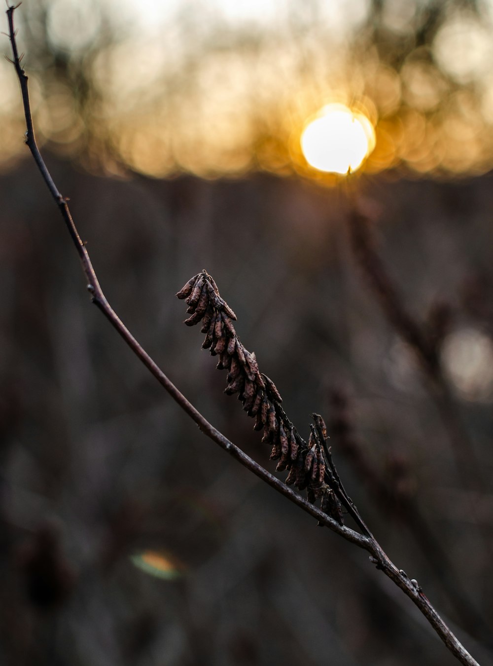 brown leafed plant