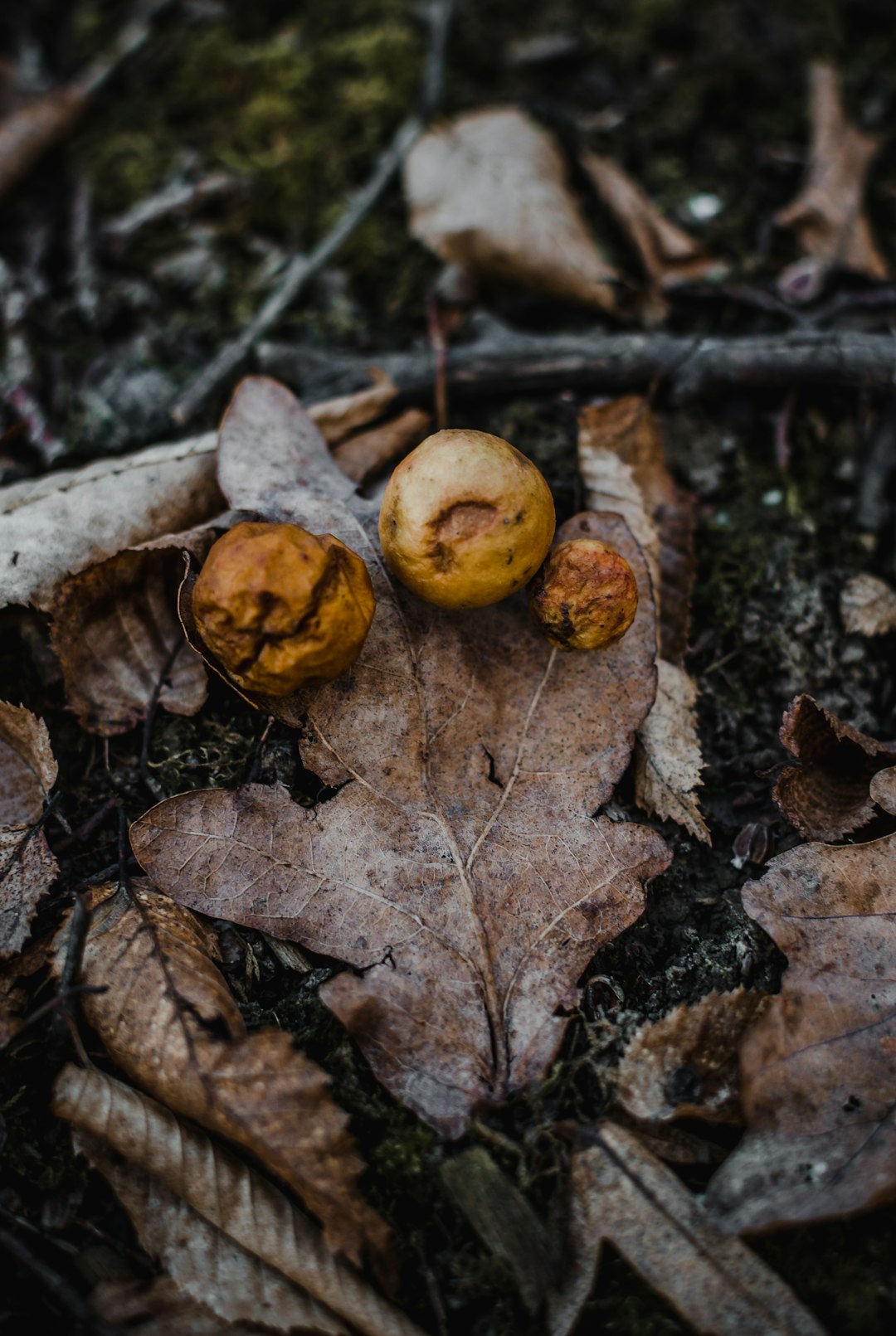 macro photography of brown leavs