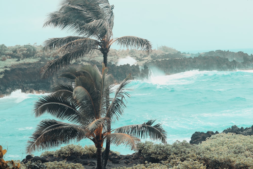 green coconut trees near body of water during daytime