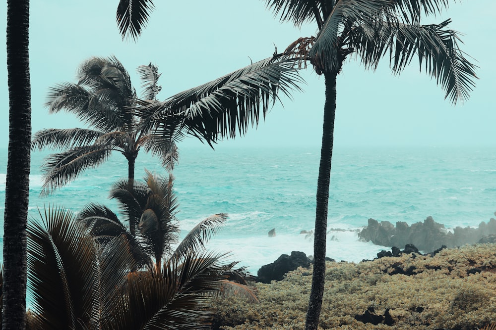 palm trees near body of water