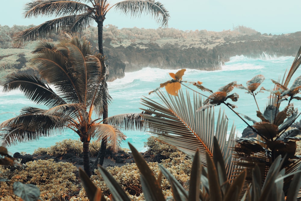 a view of a beach with palm trees and a body of water