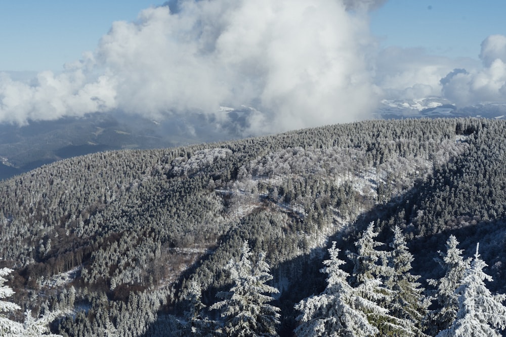 mountain with trees during daytime