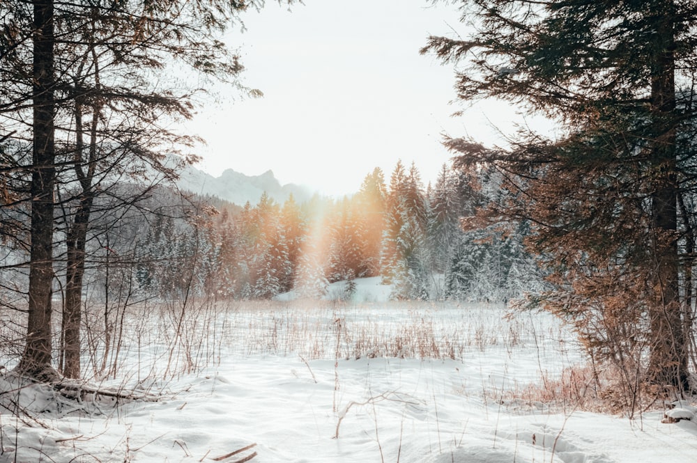 a snow covered field surrounded by trees and snow