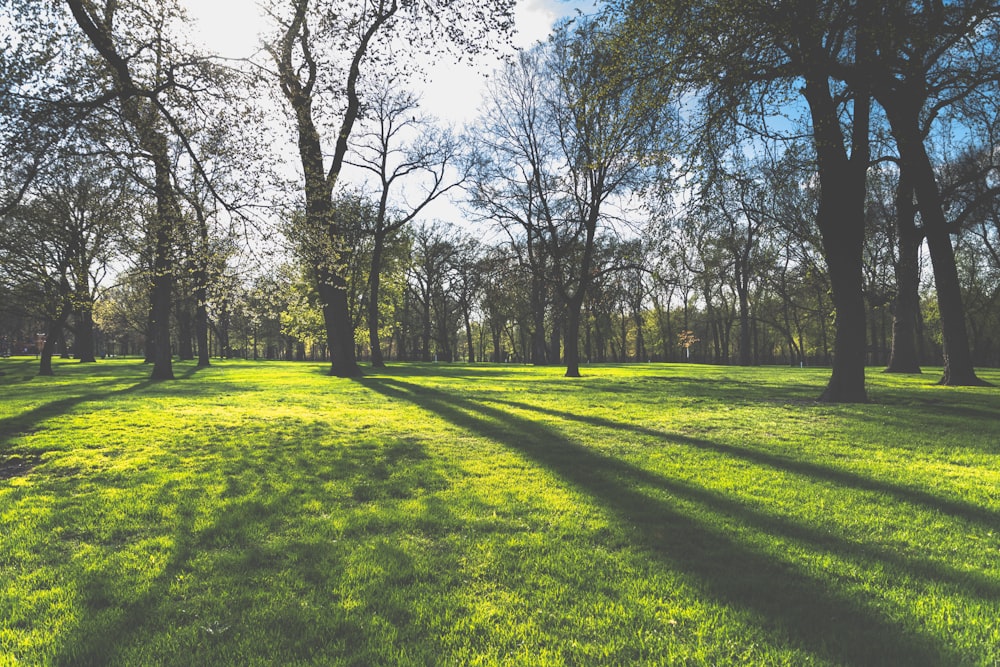 the sun is shining through the trees in the park