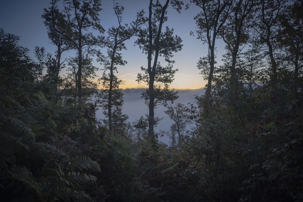 forest trees photograph