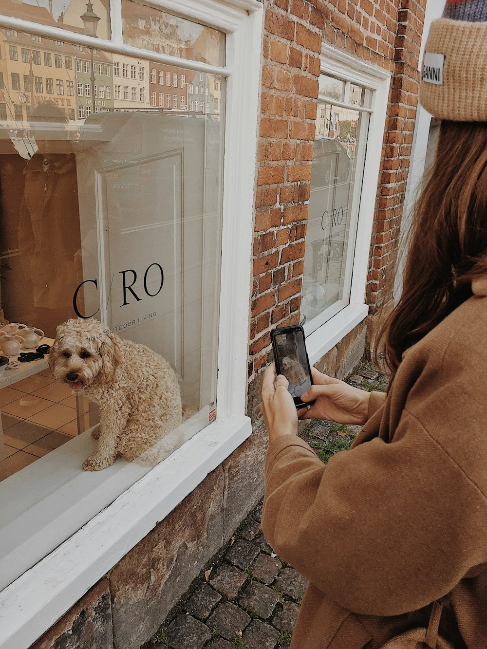 adult white poodle on the window