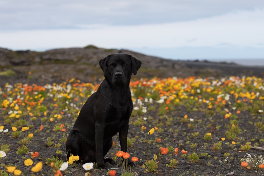 Labrador retriever noir en macrophotographie