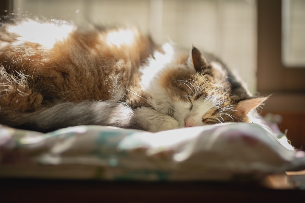 brown and white cat sleeping on white textile in macro photography