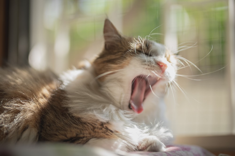 white and brown cat yawning
