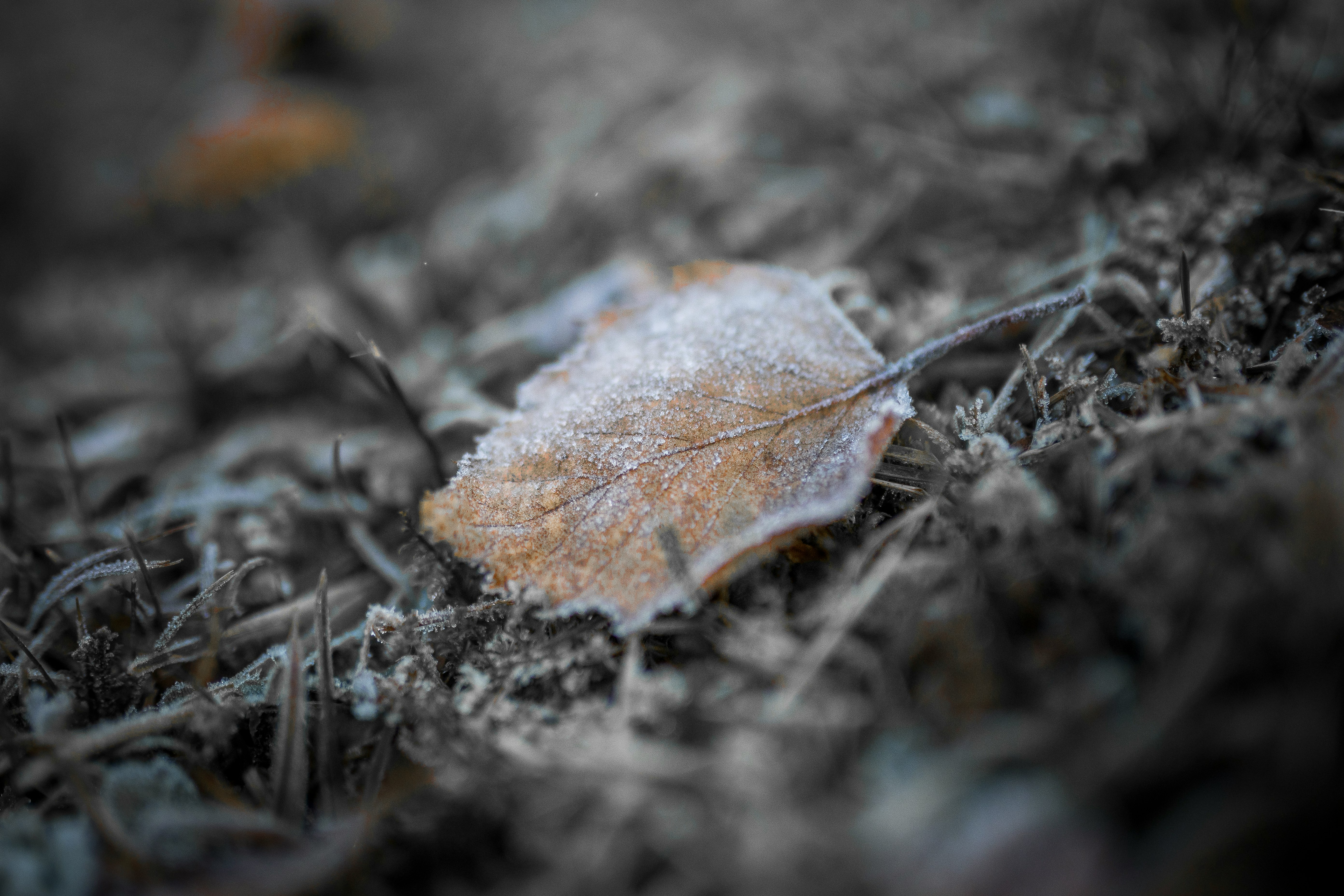 brown leaf on brown grass