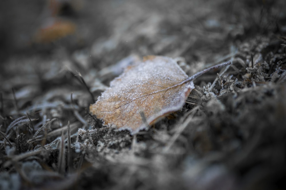 brown leaf on brown grass