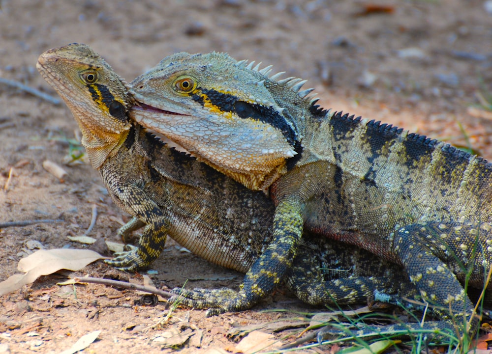 a couple of large lizards sitting on top of a dirt field