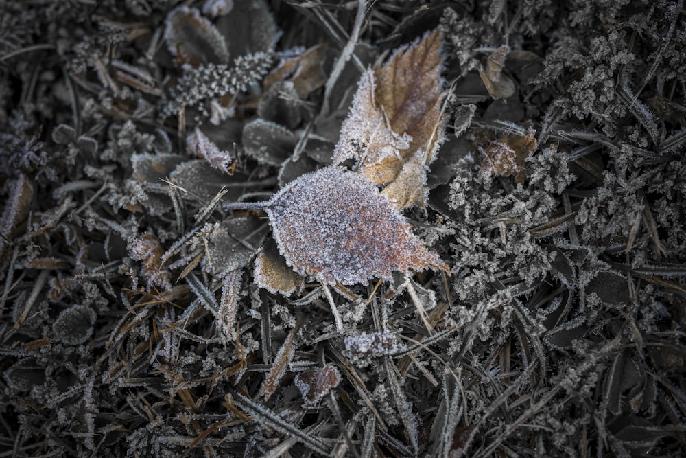 Voir la photographie de feuilles