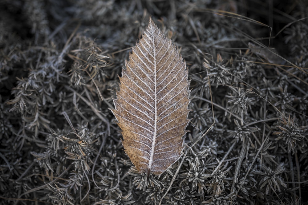 feuille brune