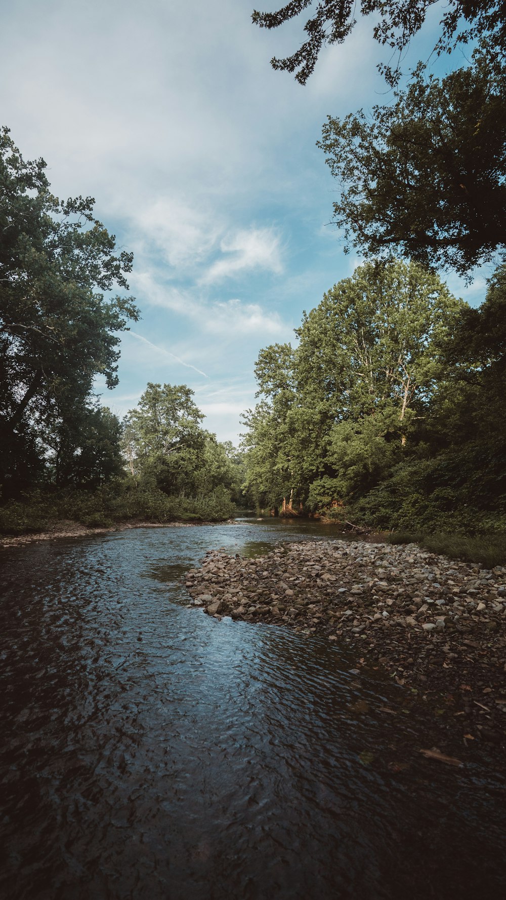 view photography of river and trees