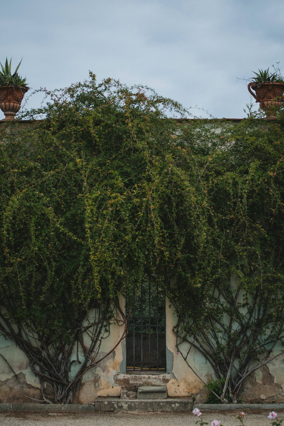 green plant against wall