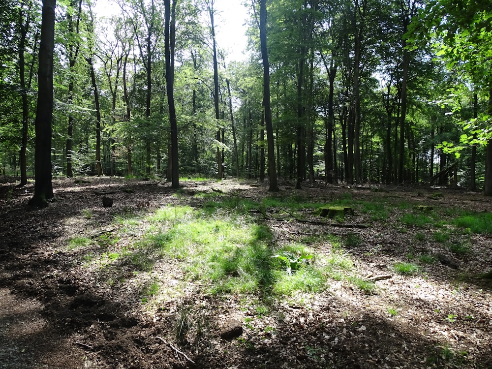 green grass surrounded by trees