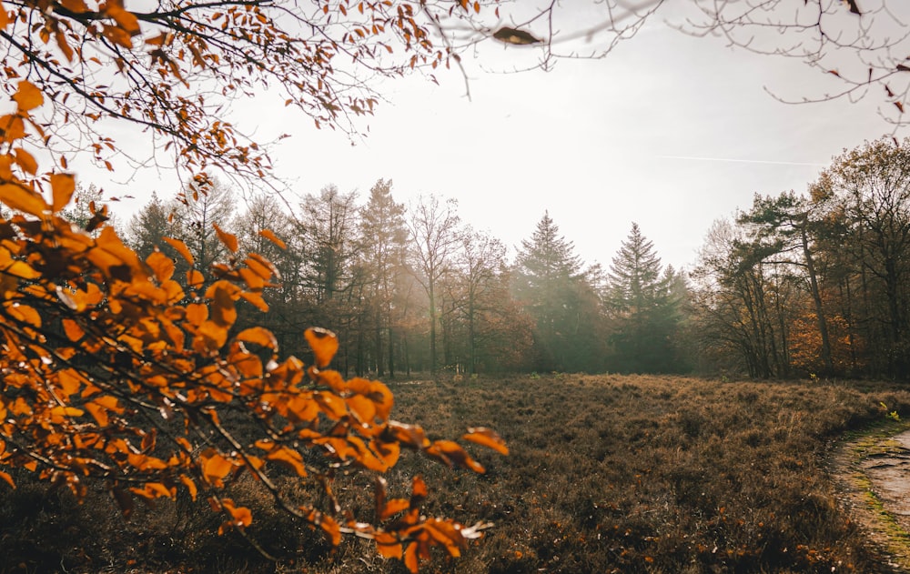 landscape grass field and trees