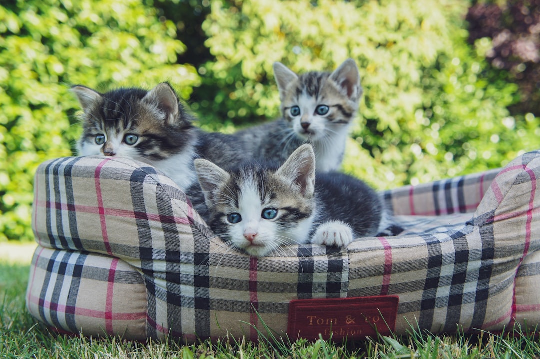 several tabby kittens on a pet bed
