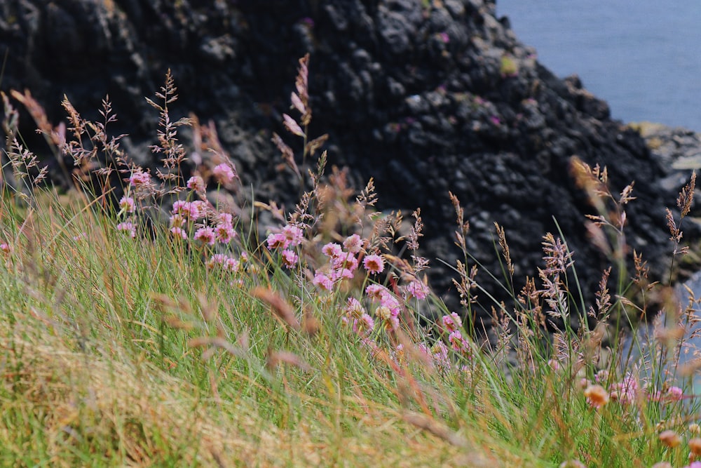 pink flowers on grass field