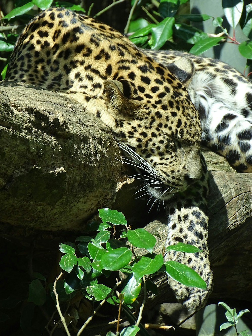 leopardo che dorme sul tronco
