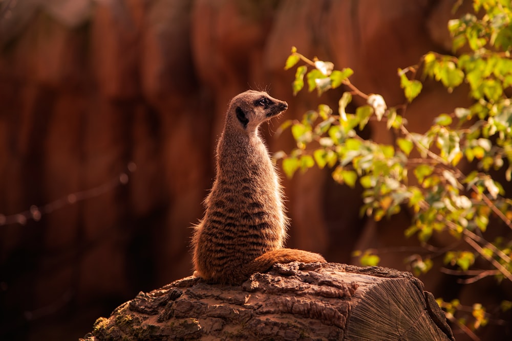 shallow focus photography of brown meerkat facing sideways