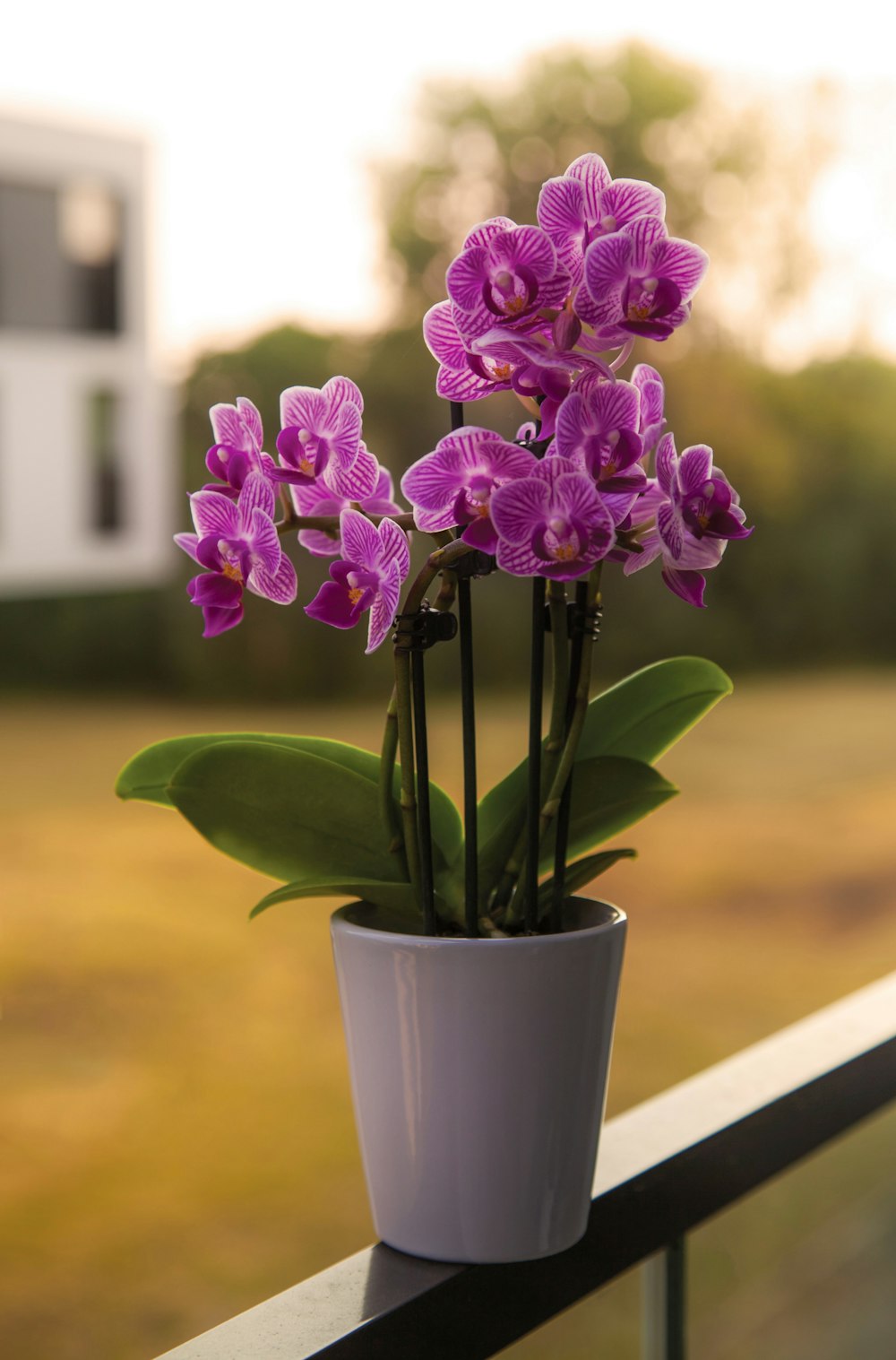 Selektive Fokusfotografie von Purpurmotten-Orchideen bei Tag