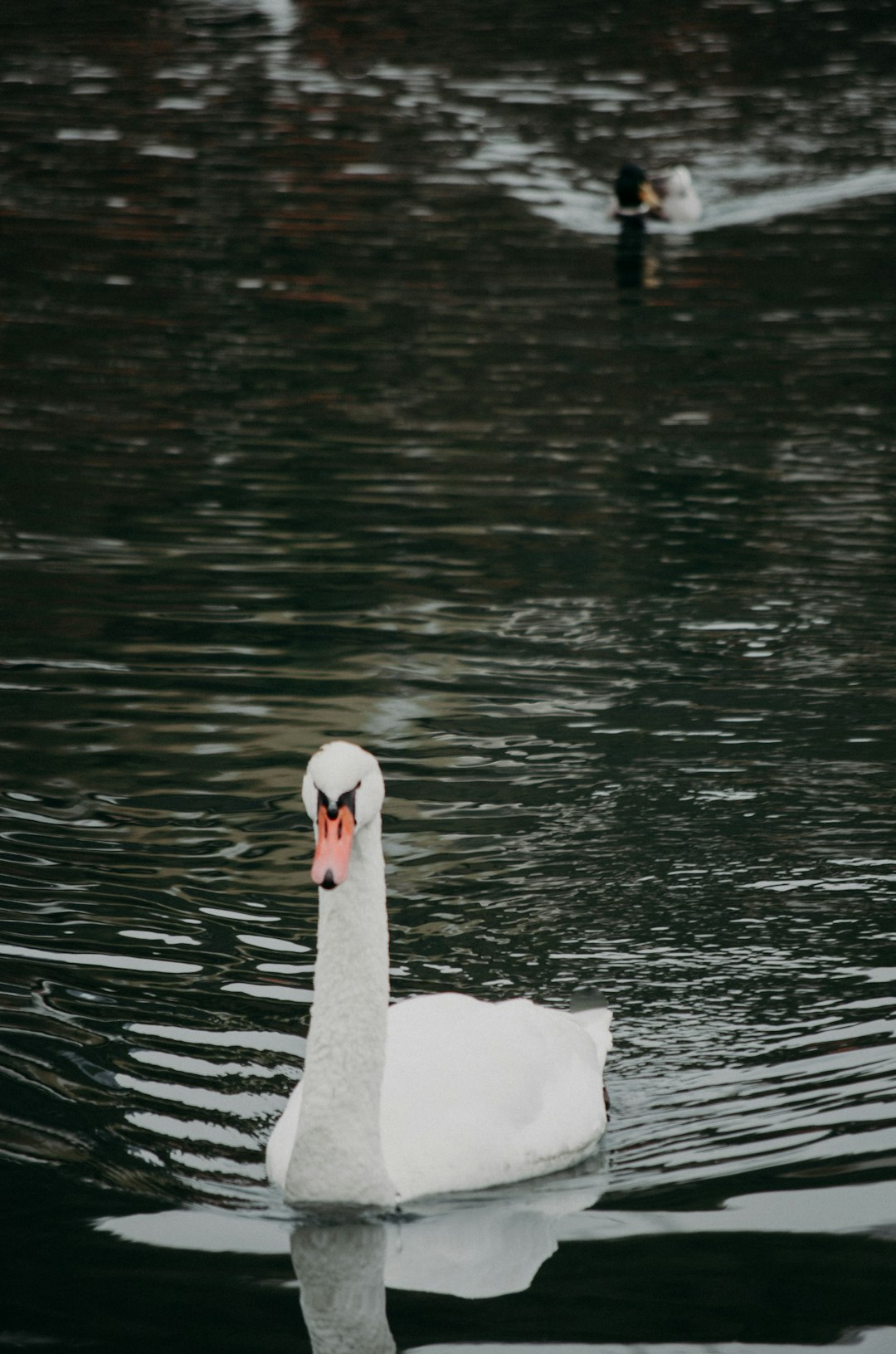 mute swan on the calm body of water