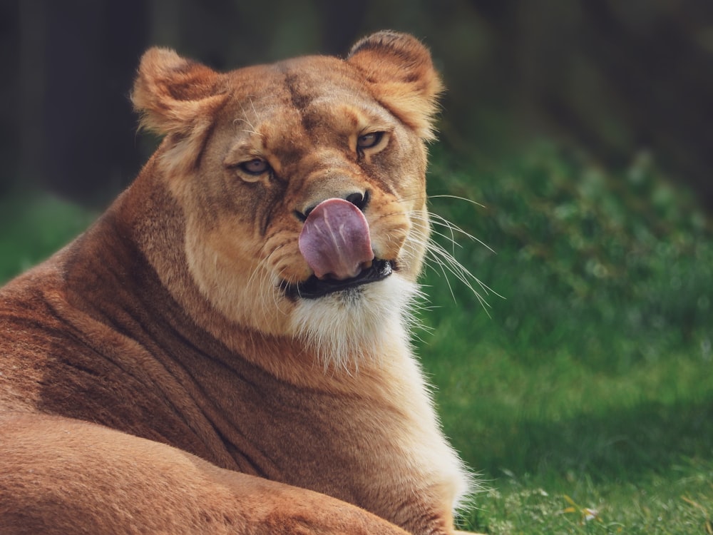 lioness lying on grass