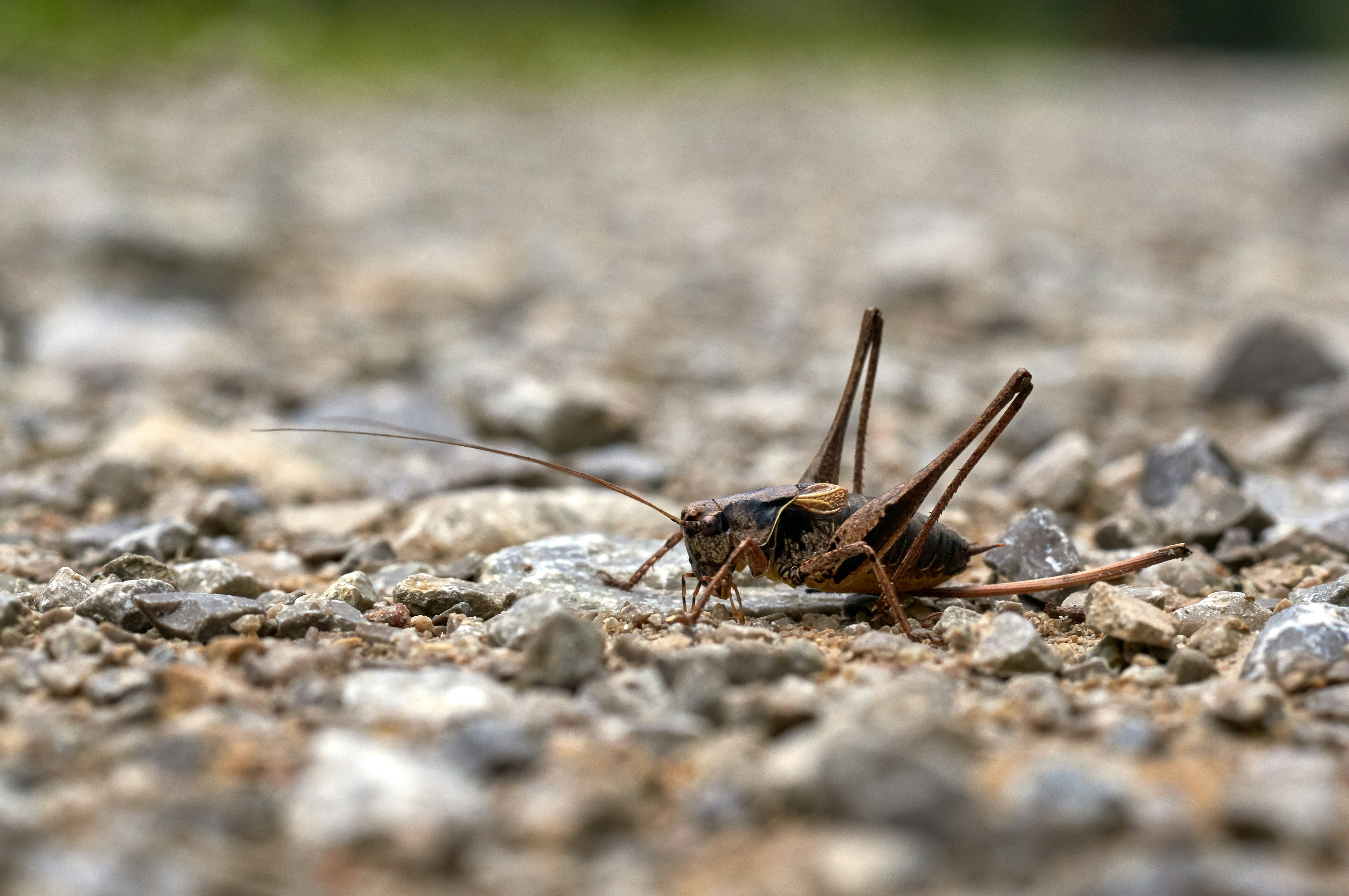 selective focus photo of brown grasshopper
