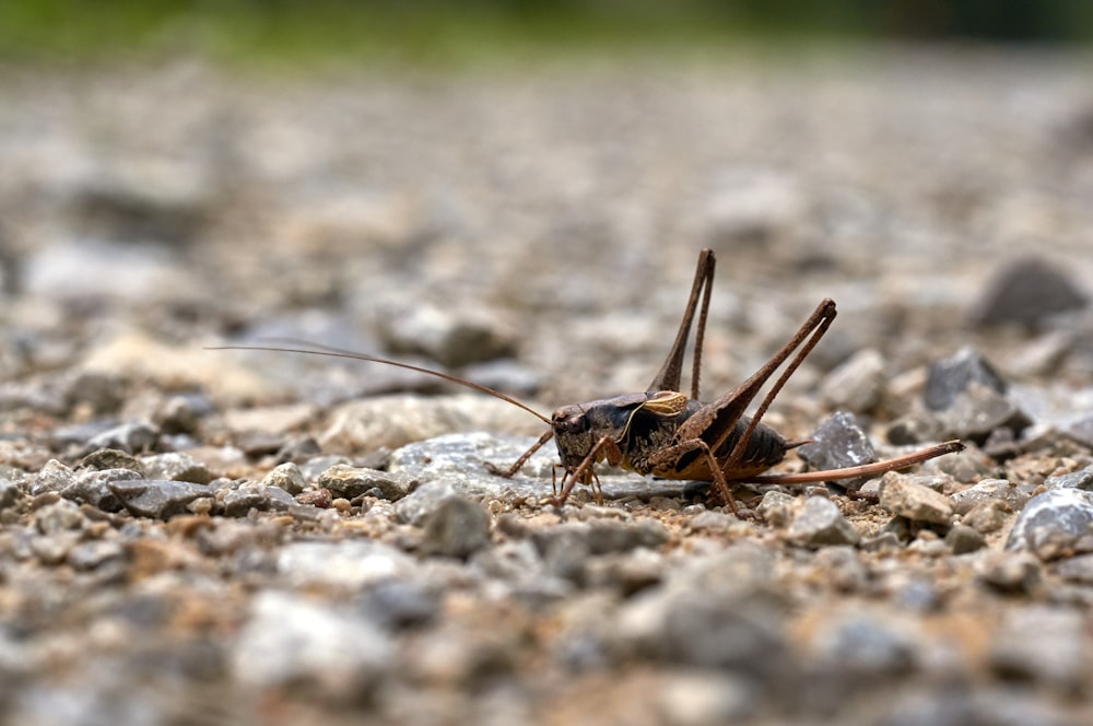 Selektives Fokusfoto der braunen Heuschrecke