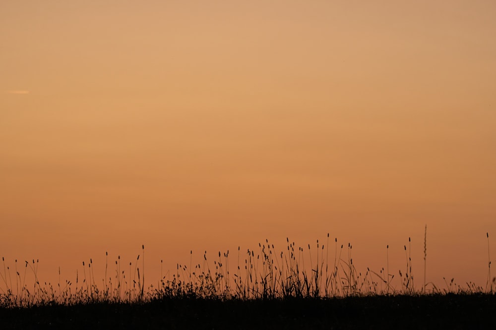 silhouette of grass field