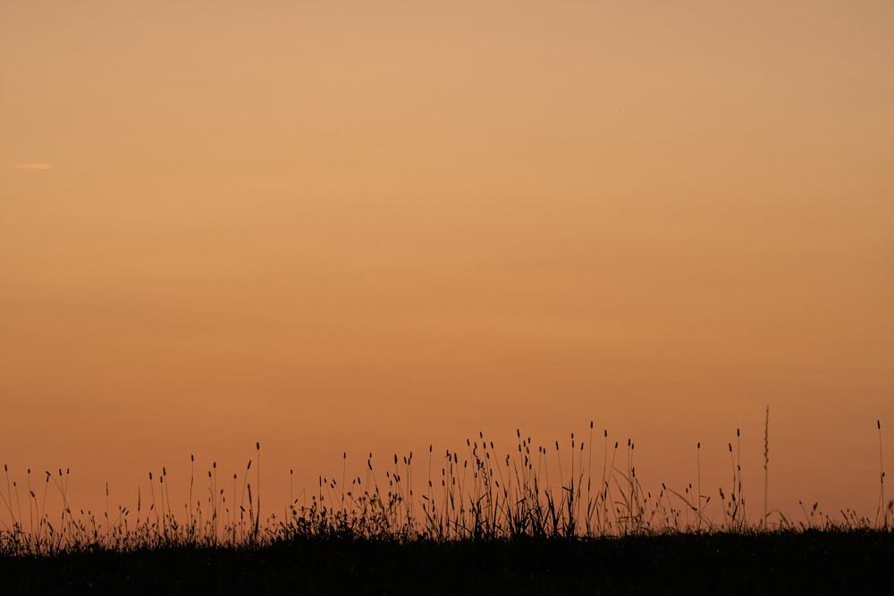 silhouette di campo d'erba