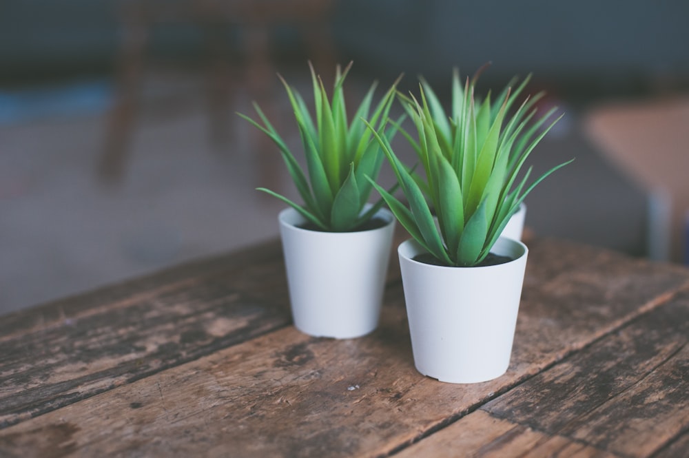 two green plants on white pot