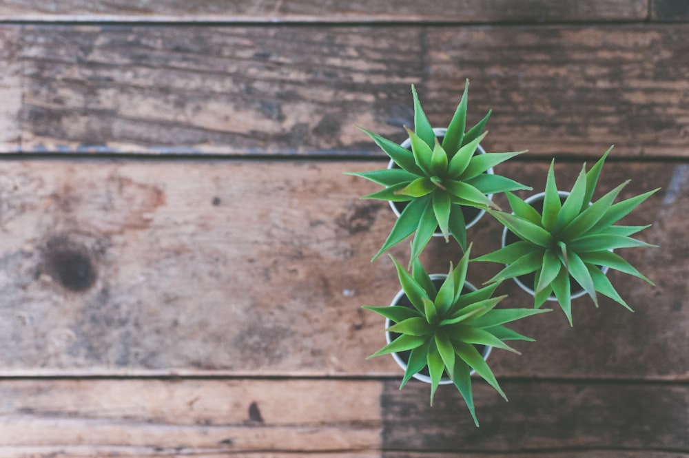 green plants