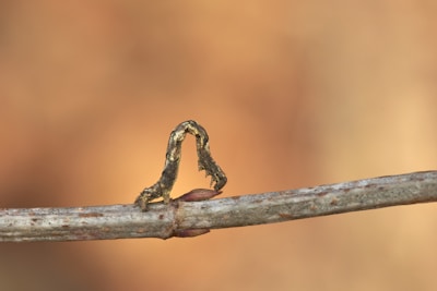 Illustration of an adaptive enterprise organism responding to environmental changes.