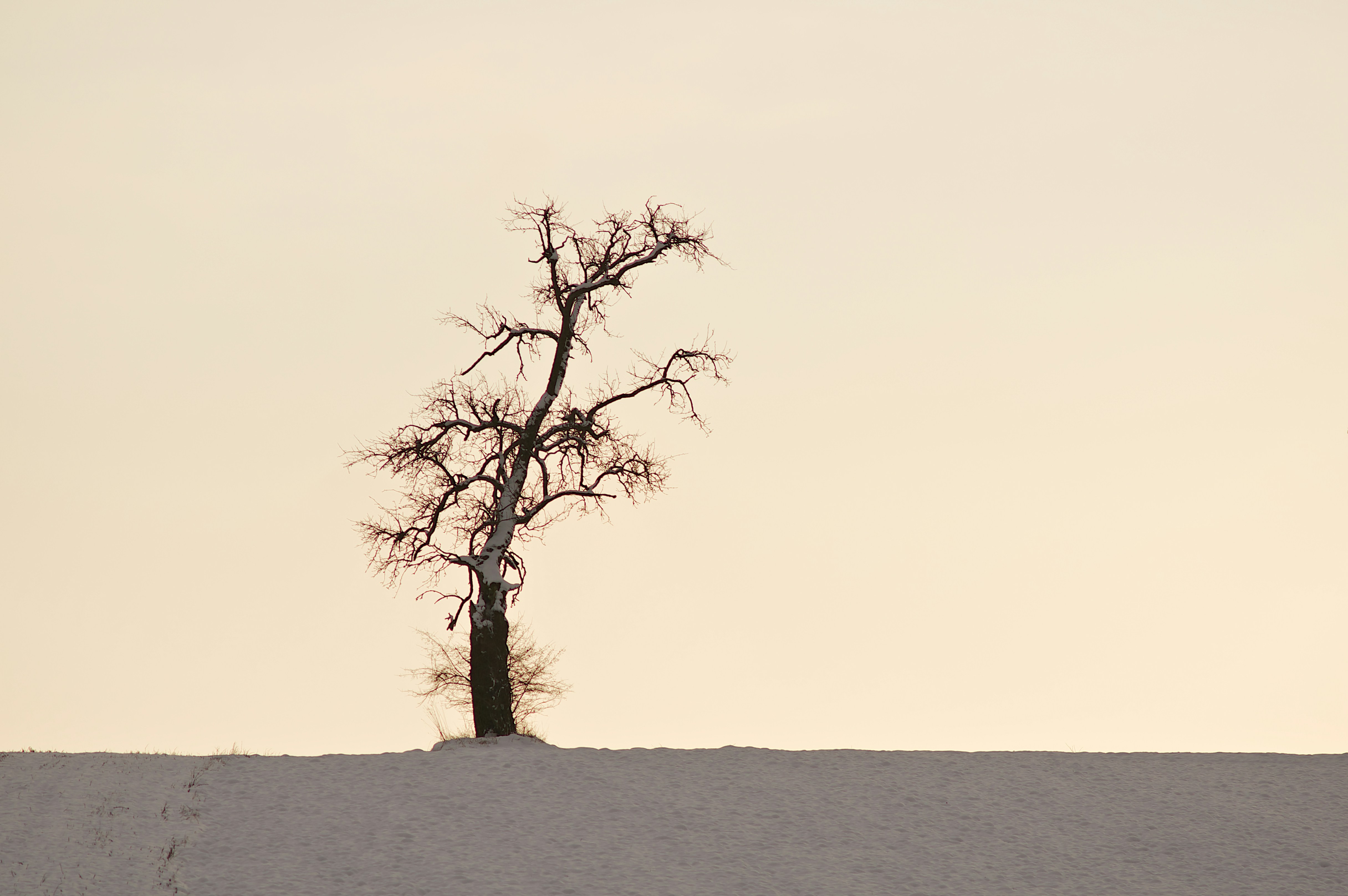 a lone tree in the middle of a snowy field