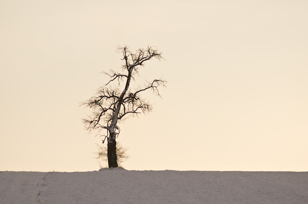 a lone tree in the middle of a snowy field