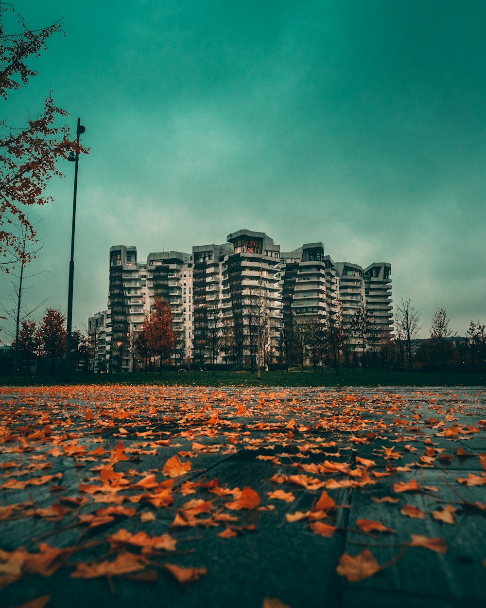 withered leaves on road