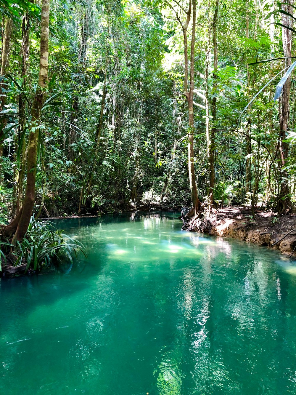 Ver fotografía Lago verde entre árboles durante el día