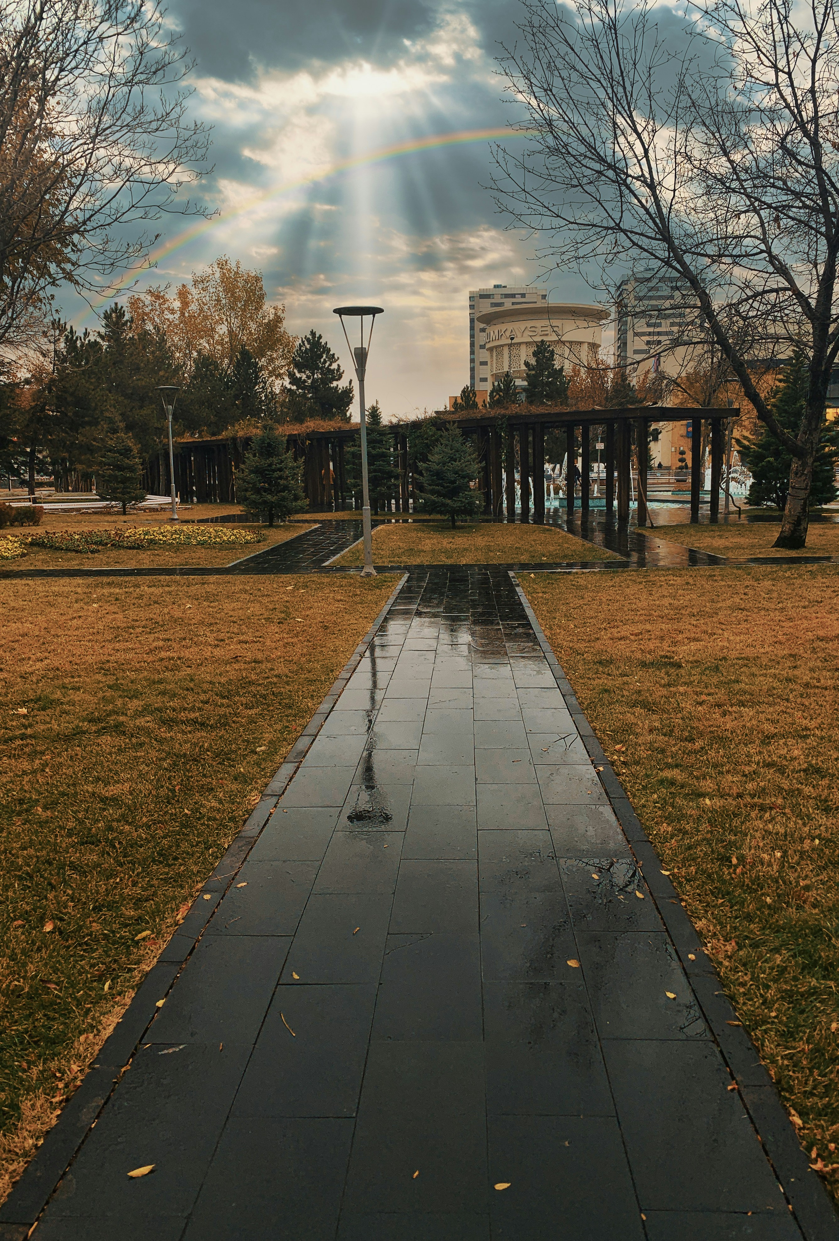 arbre nu à côté du trottoir