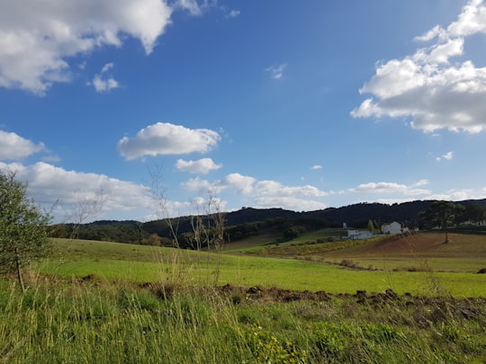 grass field in Azeitão Portugal