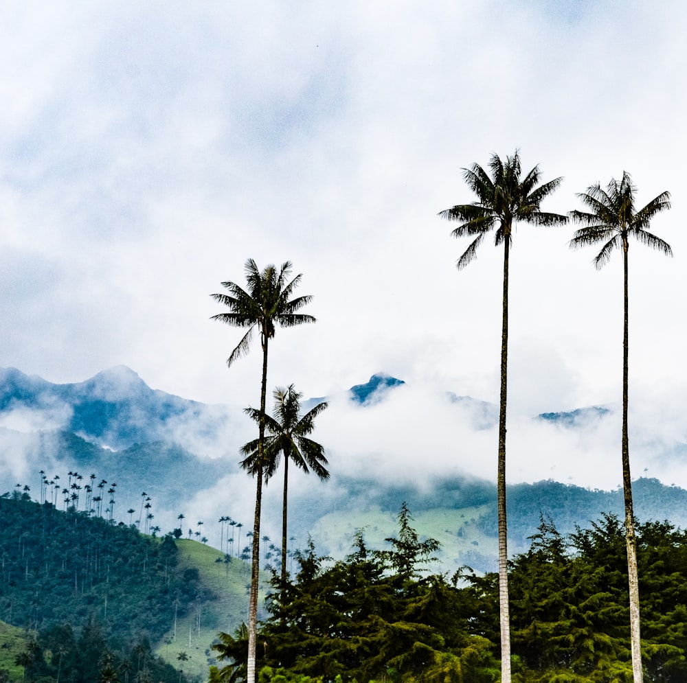 tall coconut trees