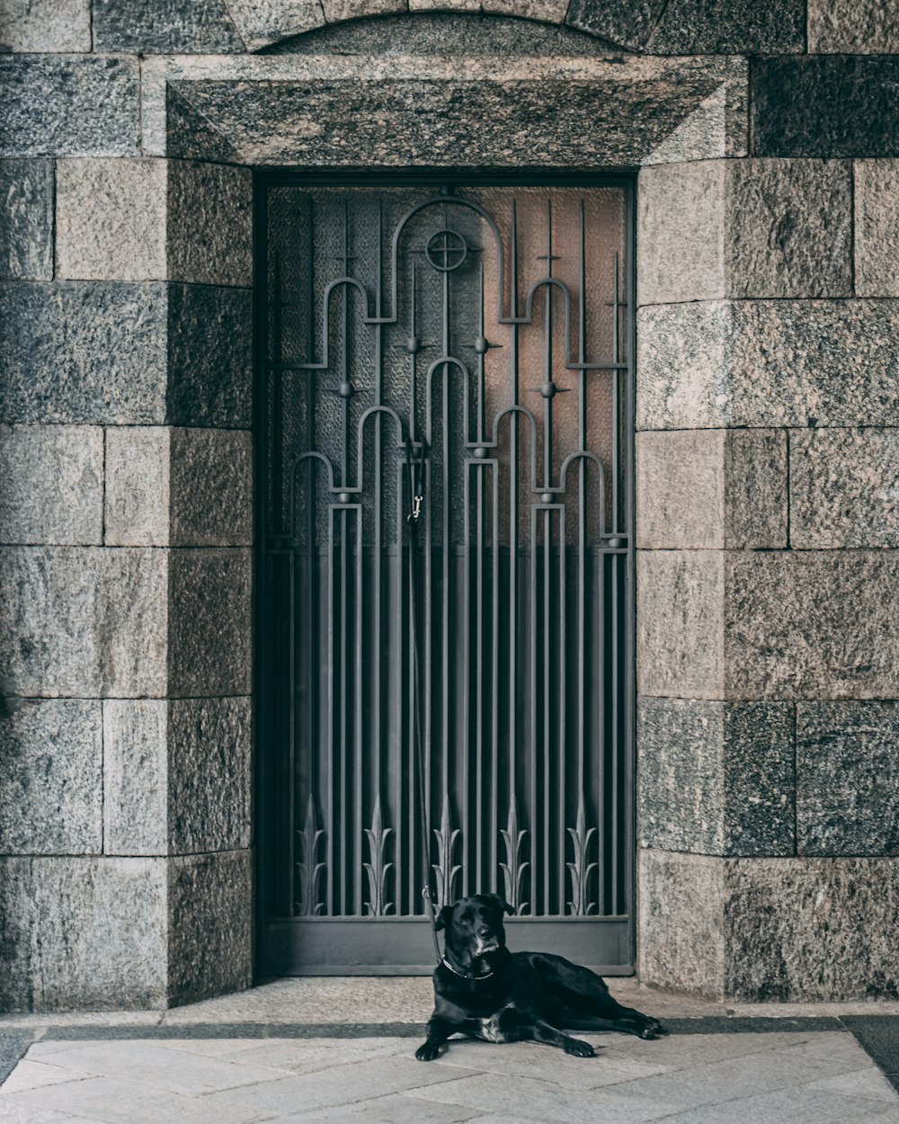 cão preto deitado no chão perto da porta