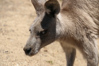 Close-up of a classic Aussie kangaroo cap resting on a rustic wooden table.